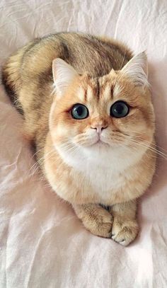 an orange and white cat laying on top of a pink bed sheet with eyes wide open