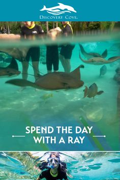 a person swimming in the ocean with sharks and other animals behind them, while text reads spend the day with a ray