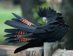 two black and orange birds sitting on top of a wooden fence post next to each other