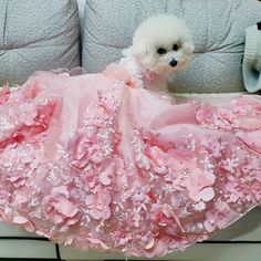 a small white dog in a pink dress sitting on a couch next to a pillow