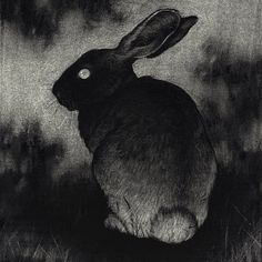 a black and white photo of a rabbit