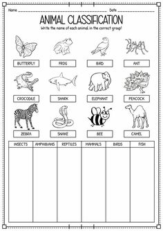 Classifying Animals Worksheet by Creative Preschool Worksheets