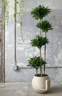 a potted plant sitting on top of a cement floor next to a wall with plants growing in it