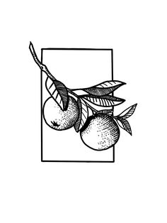 black and white drawing of an orange on a branch with leaves in a square frame