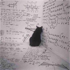 a black cat sitting on top of a white wall covered in lots of math notes