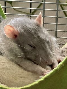 a rat is sleeping in a green hammock with its head on it's back