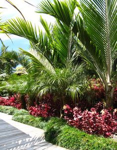 tropical garden with palm trees and red flowers