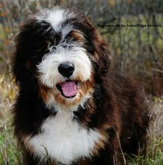 a brown and white dog standing on top of a grass covered field with trees in the background