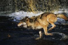 a wolf walking across a river next to a waterfall