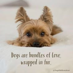 a small dog laying on top of a bed with a quote above it that says dogs are bundles of love, wrapped in fur