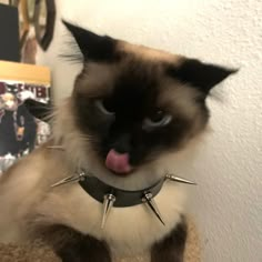 a siamese cat with spikes on its neck and tongue sticking out from behind a scratching post