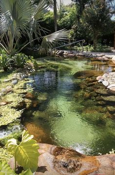 a small pond in the middle of a lush green garden with rocks and plants around it