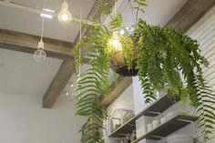 some plants hanging from the ceiling in a room