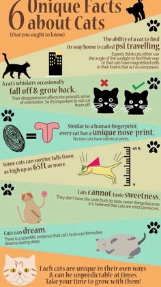 an info poster with cats and dogs on it's sides, in different colors