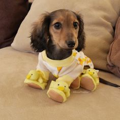 a dachshund puppy sitting on a couch with stuffed toys in its mouth