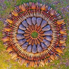 a circular arrangement of pine cones arranged in the shape of a circle on top of grass