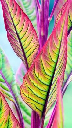 a close up of a plant with red and green leaves