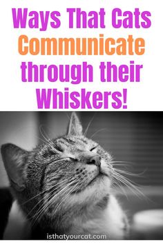 how do cats use their whiskers Cats And Humans, Sensory Tools, Owning A Cat, Cat Whiskers, Cat Help, Secret Life, Cats Dogs, Have You Ever