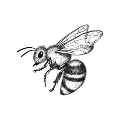 a black and white drawing of a bee