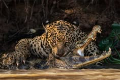 a leopard that is laying down in the water