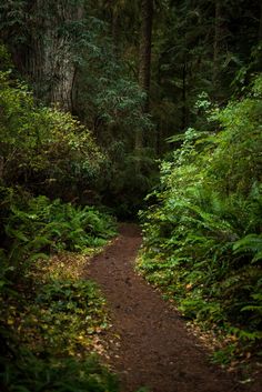 a dirt path in the middle of a forest