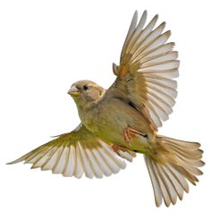 a bird flying through the air with its wings spread