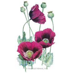 There is a local legend that renowned Colorado garden writer Lauren Springer sowed some poppy seeds from a bagel and discovered this unique variety. In reality, this experienced horticulturist spent years culling the seeds from the rich purple poppies growing in her garden, knowing gardeners would appreciate the superb beauty of this stunning variety. Poppy Flower Seeds, Illustration Botanique, Trendy Flowers, Botanical Painting, Scientific Illustration, Water Colors, Botanical Drawings, Botanical Flowers, Vintage Botanical