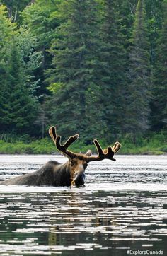 an animal that is in the water near some trees and bushes with it's antlers spread out