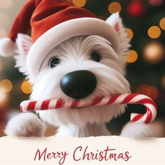 a white dog wearing a santa hat and holding a candy cane