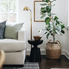 a living room filled with furniture and a potted plant