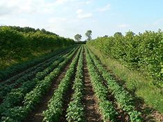 rows of green plants in an open field