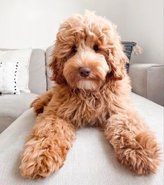 a brown dog sitting on top of a white couch