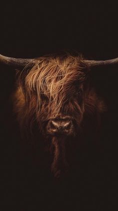 an animal with long hair and horns standing in the dark, looking at the camera