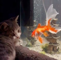 a cat looking at a goldfish in an aquarium with other fish swimming around it