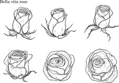 four roses drawn in different ways with the words'bella vita rose'on them