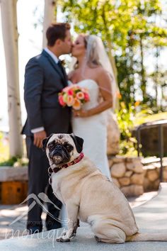 a bride and groom kissing in front of a pug on their wedding day at the resort