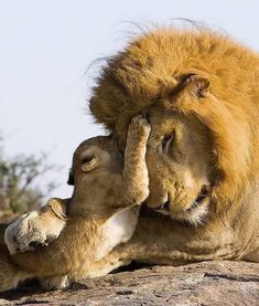 two lions playing with each other on top of a rock