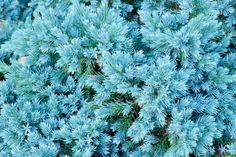 close up view of blue plants with green leaves