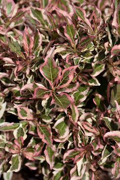 a close up view of some pink and green leaves