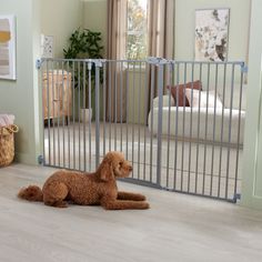 a brown dog laying on the floor in front of a gated area with a baby crib