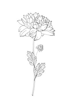 Crisanthiums Flower Drawings, Crysanthemum Tattoo Drawing, November Flower Drawing, Mums Flowers Drawing, Crisamthmum Tattoo, Chrysanthemum Flowers Tattoo, Chrysanthemum Tattoo Drawing, November Birth Flower Drawing