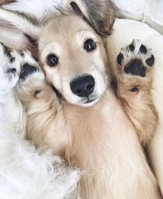 two puppies are laying on their back with their paws in the air and one puppy is looking at the camera