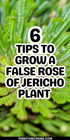 Guide to growing and caring for a Resurrection Plant. Features Rose of Jericho plant care tips, Jericho Rose magic, and desert rose plant information. Includes ideas for a beautiful Rose of Jericho plant display. Plants