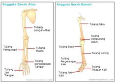 an image of the bones and their functions