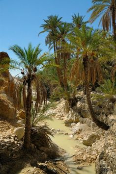 palm trees in the desert near some rocks and water