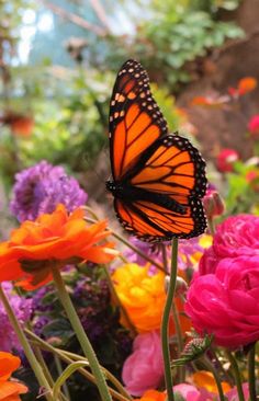 a butterfly sitting on top of flowers in a garden with lots of pink, orange and yellow flowers