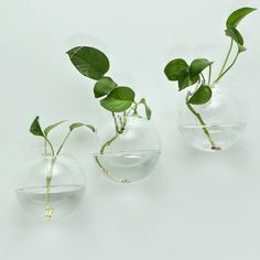 three clear vases with plants in them on a white surface, one is filled with water and the other has green leaves