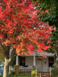 a red tree in front of a white house with fall foliage on it's trees