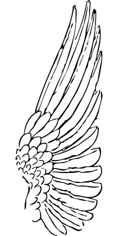 an image of a bird that is flying in the air with its wings spread out