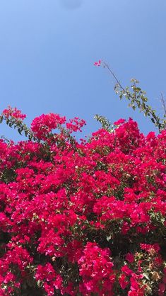 red flowers are growing on the side of a building